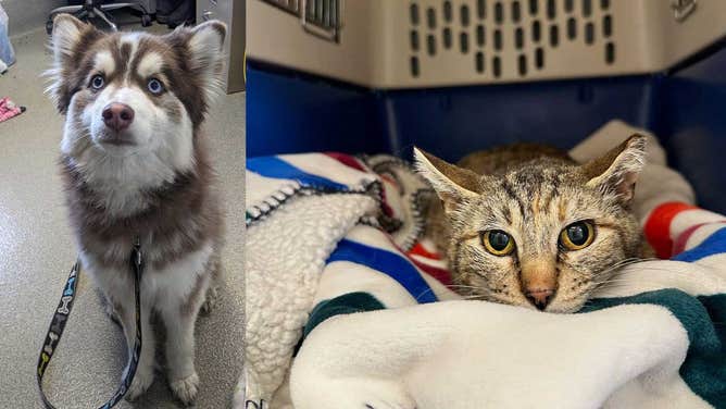 Animal shelter tells pets’ incredible stories of survival after tornado outbreak