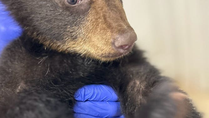 Bear cub orphaned due to selfies ‘thriving’ at refuge after failed attempts to reunite it with mother